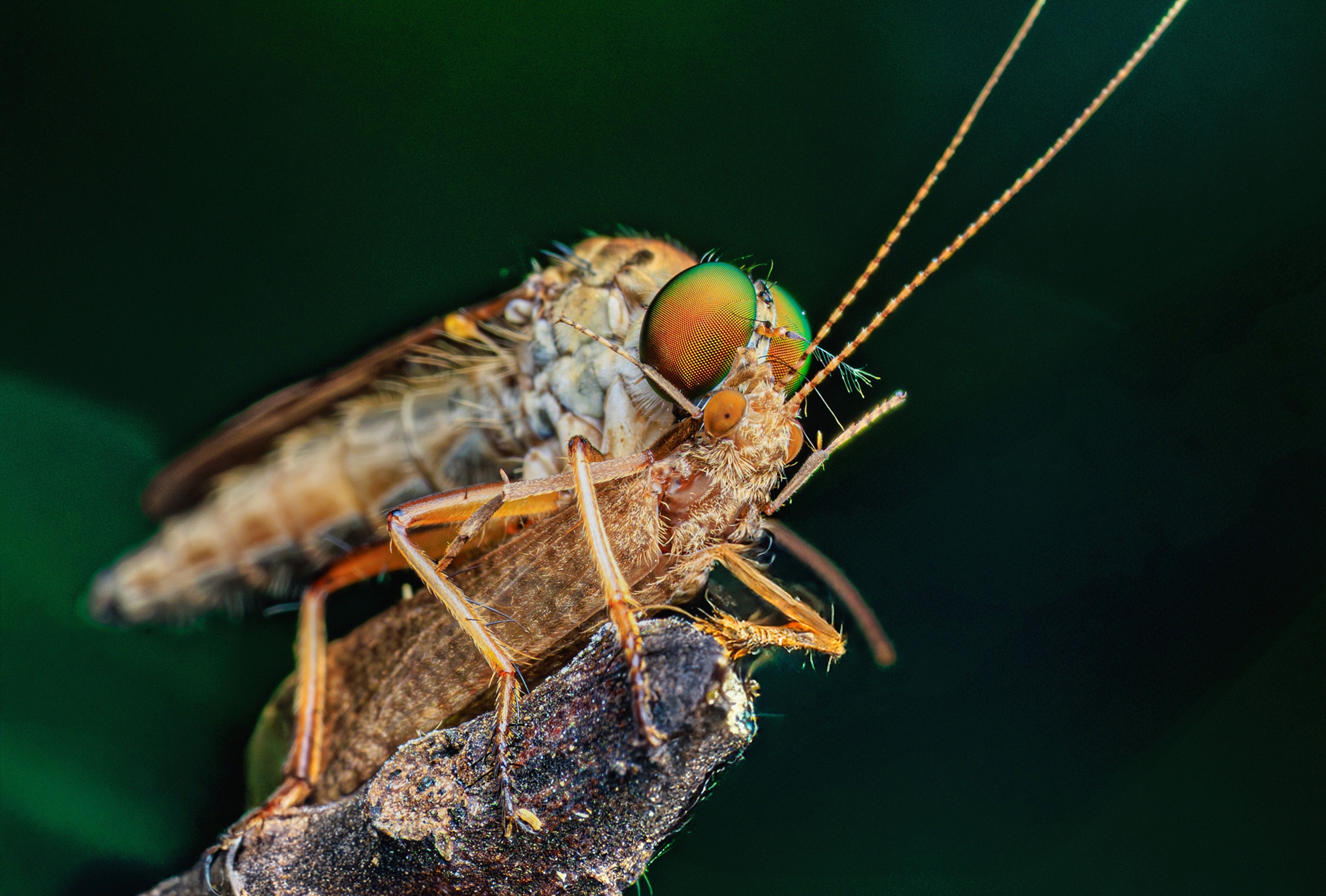 3月-(春)-入選-陳錫沼- 枝端捕食